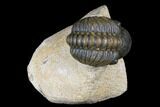 Bargain, Reedops Trilobite - Atchana, Morocco #181272-1